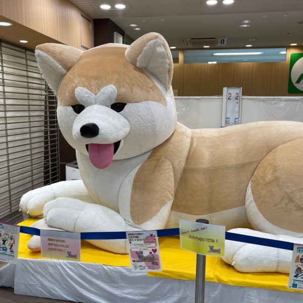 八王子駅　秋田犬　みどりの窓口