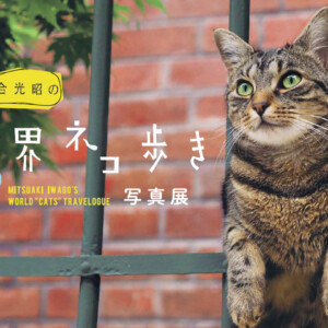 岩合光昭の世界ネコ歩き　八王子　展示　イベント