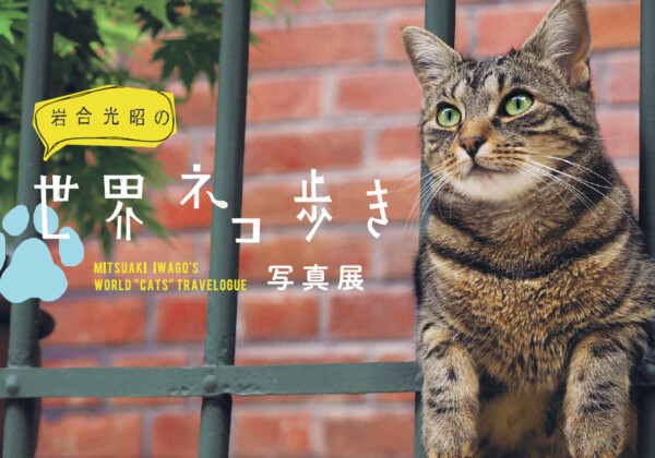 岩合光昭の世界ネコ歩き　八王子　展示　イベント