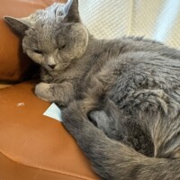 食いしん坊ねこ